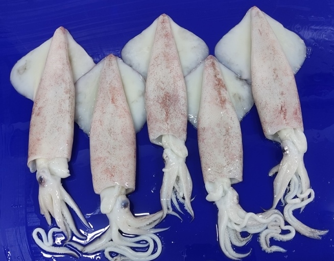 SQUID WHOLE