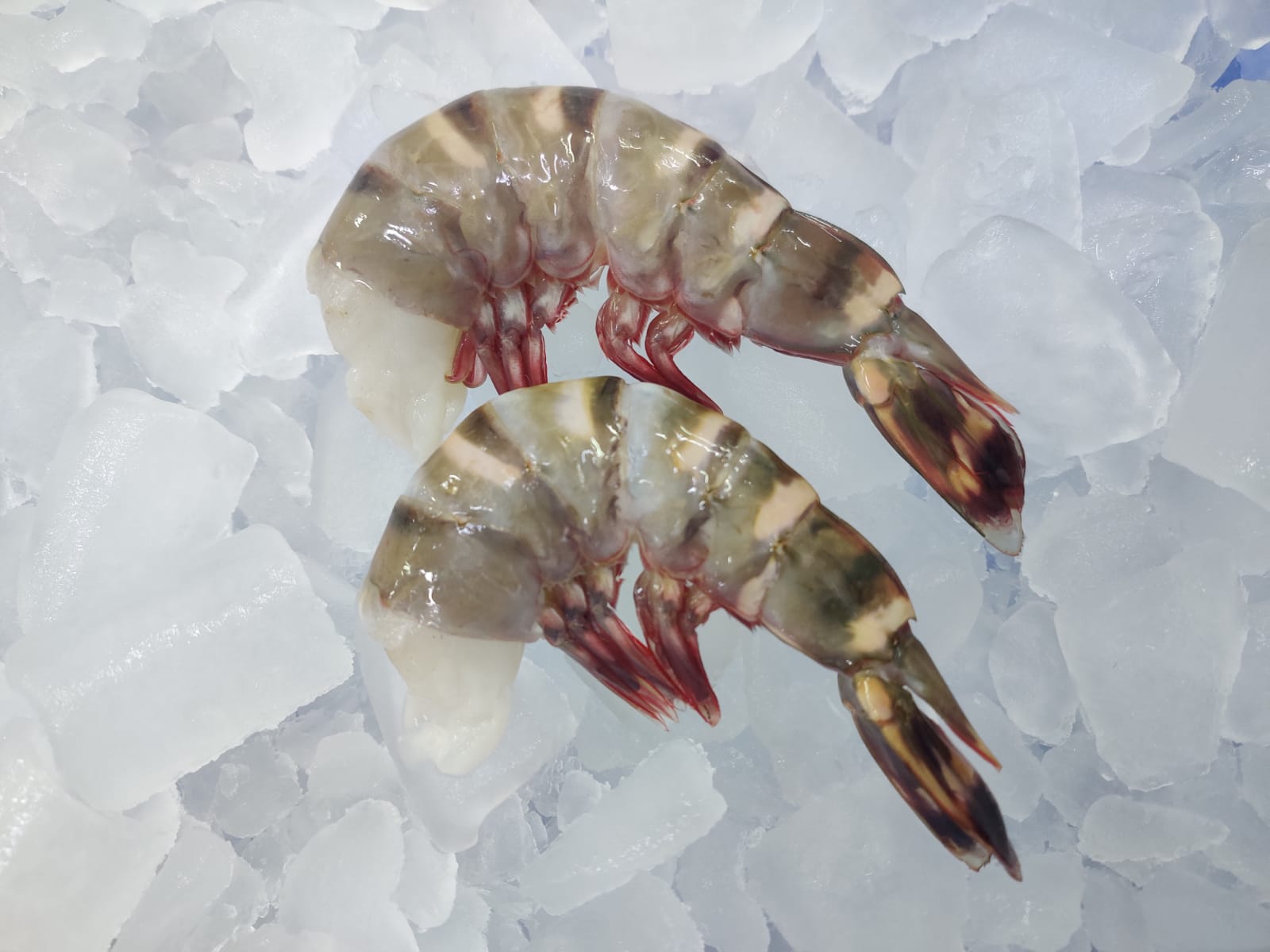 SEA TIGER HEADLESS SHRIMPS